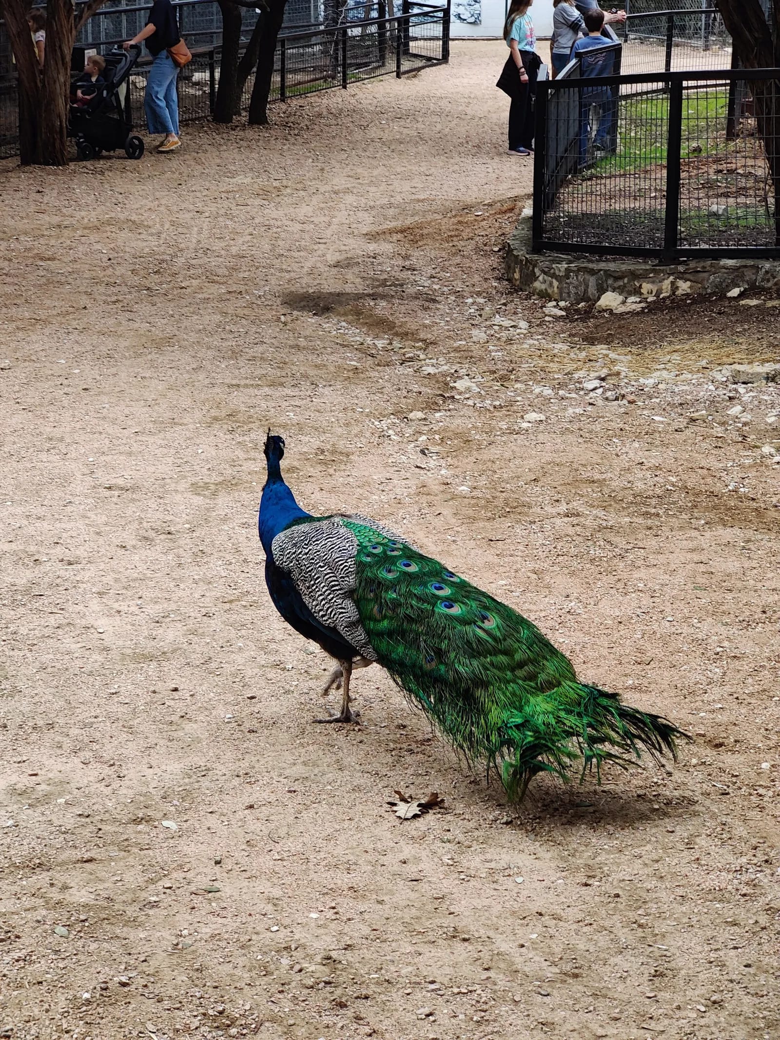 Visit Austin Zoo image