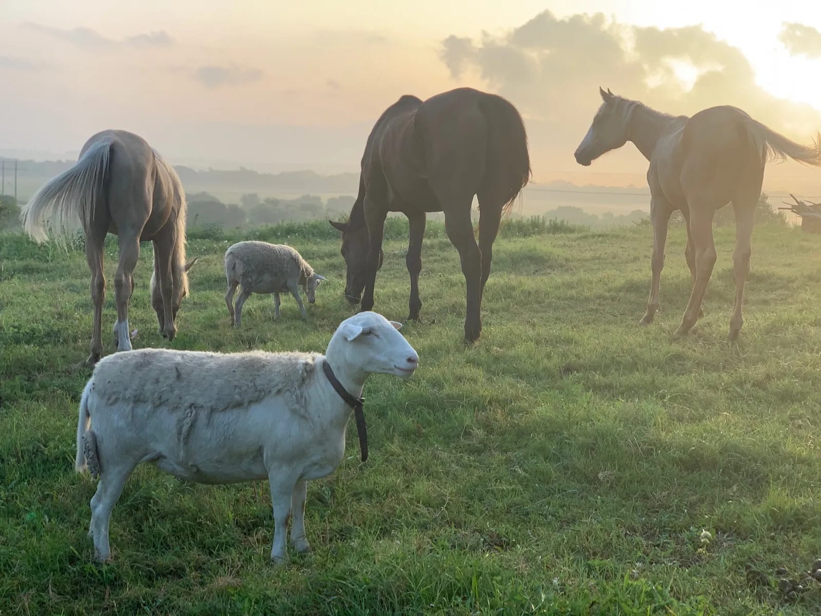 Go Horseback Riding image
