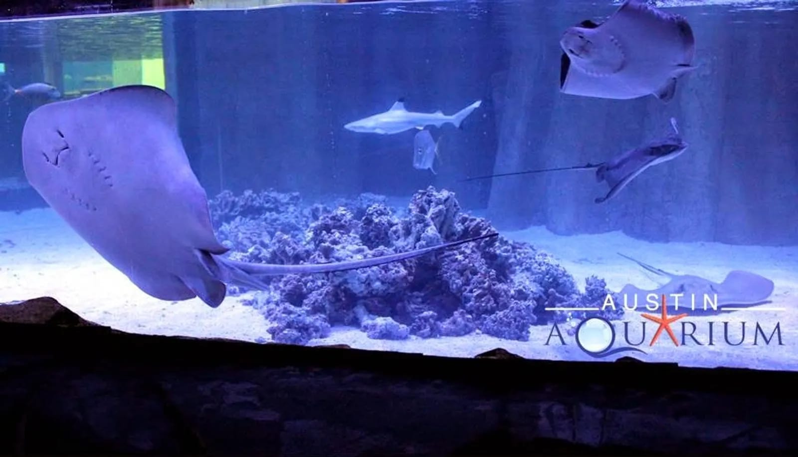 Explore an Aquarium image