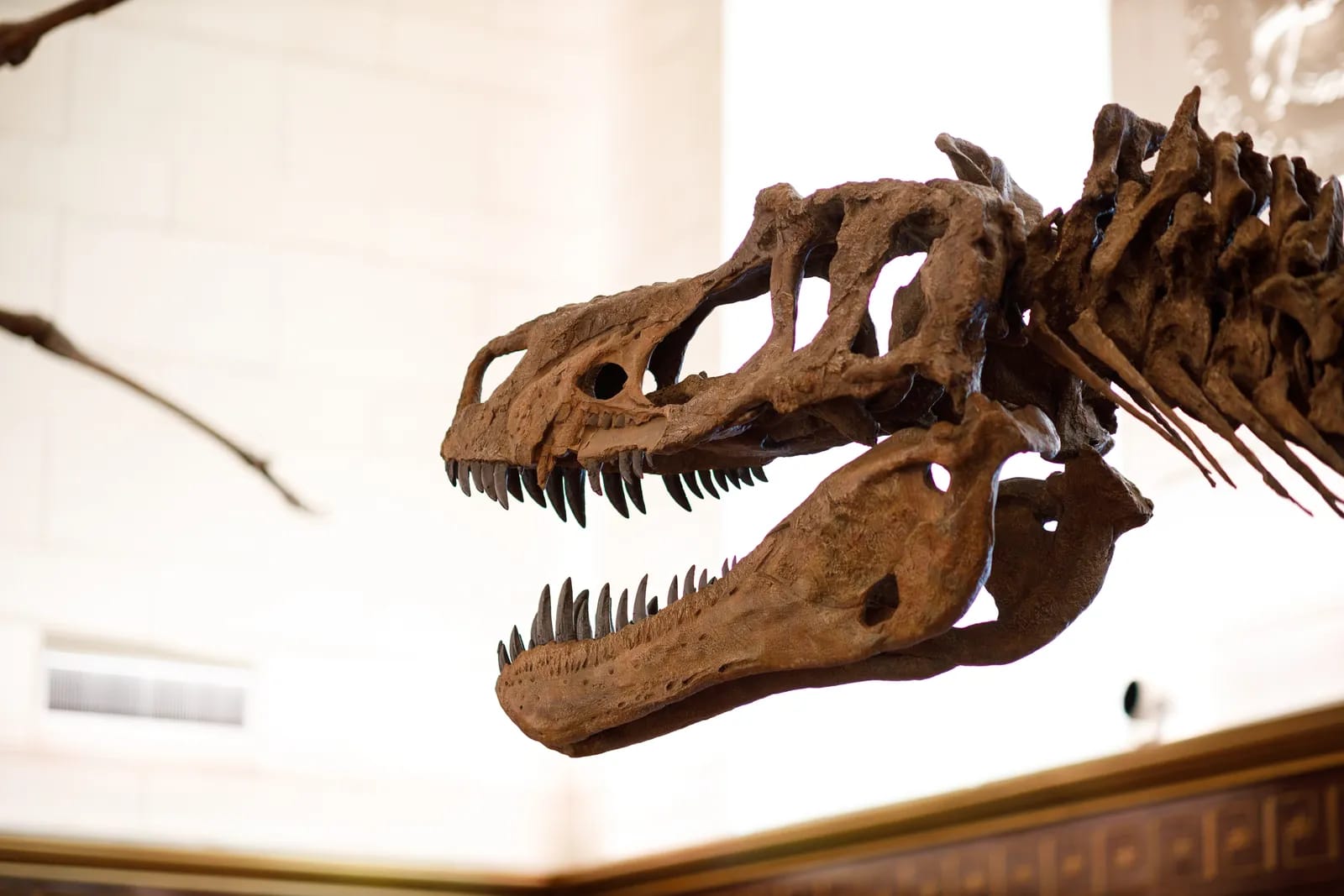 Austin Museum Day image