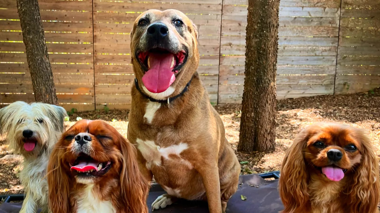 Enjoy Drinks with Dogs image